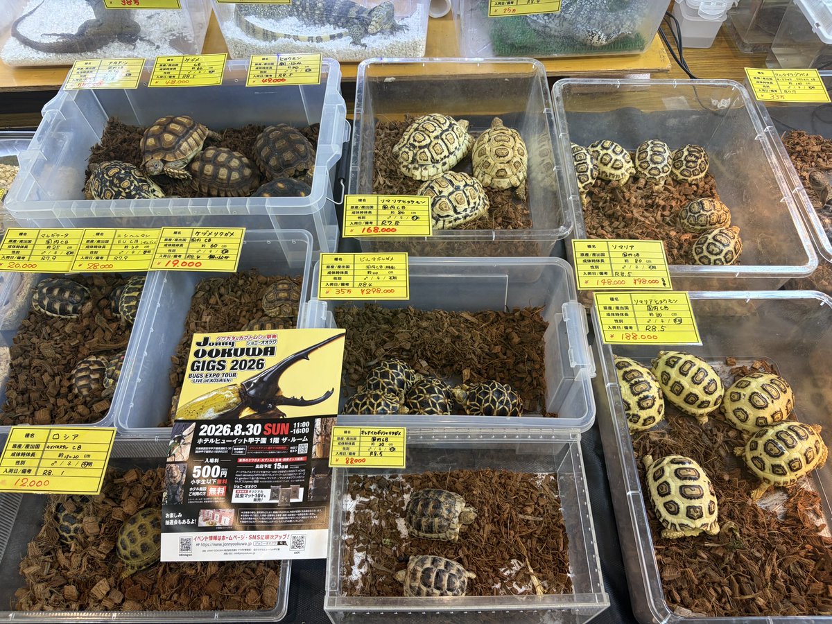 jonnyookuwa's tweet photo. 本日もクレイジーワールドさんが「レプタイルズフィーバー」に出店され、プロショップダイワブースにて『Jonny OOKUWA GIGS』のチラシを配布してくださっています！

ご来場の皆さま、ぜひブースへお立ち寄りいただき、チラシを手に取ってください！ https://t.co/nIvXgCRR9T