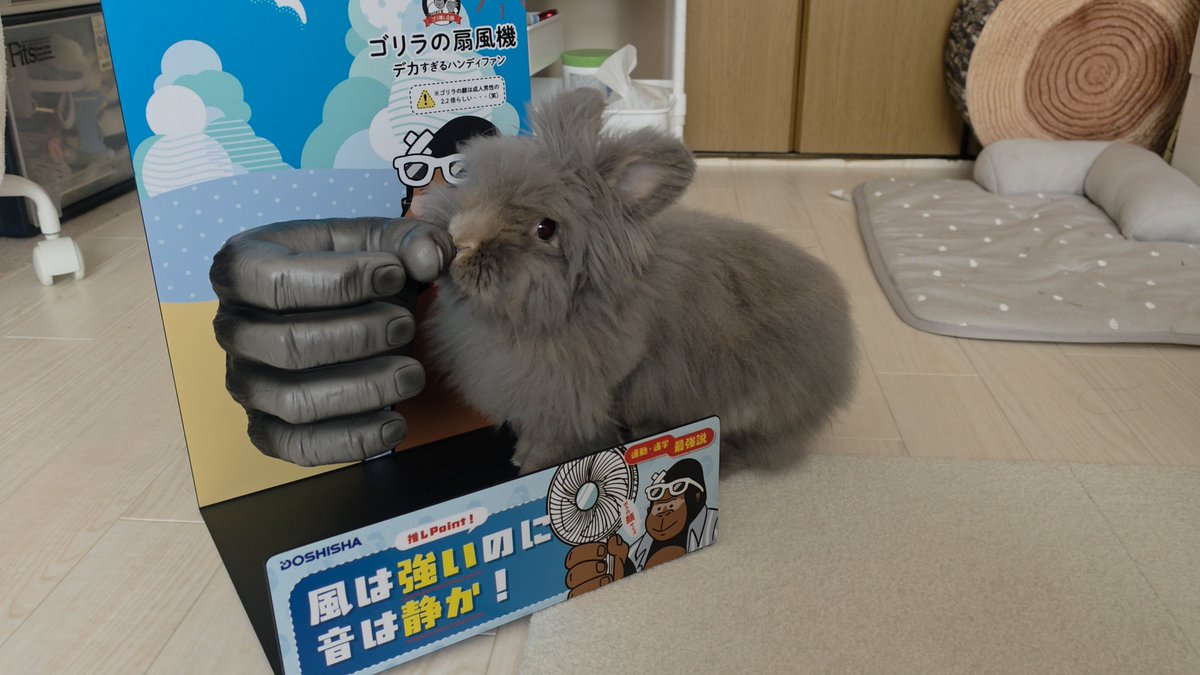 tamagotoore's tweet photo. ゴリラのひとつかみシリーズの手が届いたんだけどまさか背景のパネルまで付いてくると思わなくて笑った。
置き場に困るけどうさぎが気に入ったみたいでしばらく床に置いておきます🐇⸒⸒
当選させてくれてありがとうございます✨ https://t.co/v5YwZK0K00