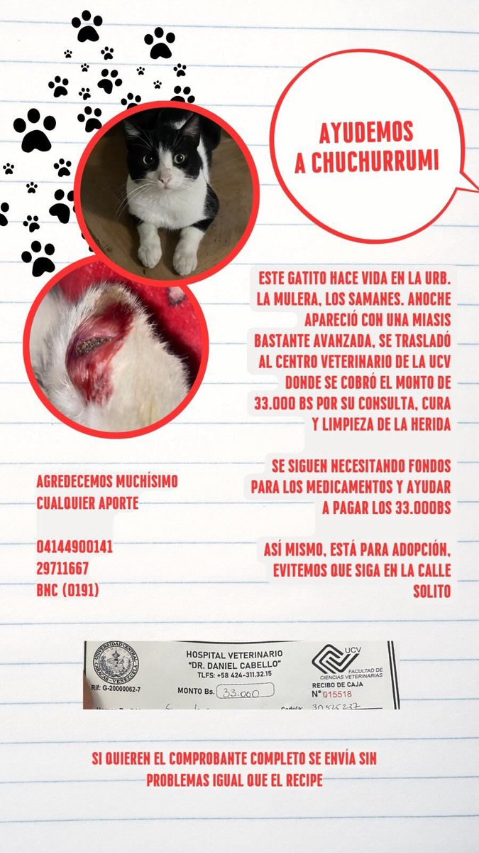 JasyDelRey's tweet photo. este gatito necesita ayuda para curarse https://t.co/C63ffntEWt