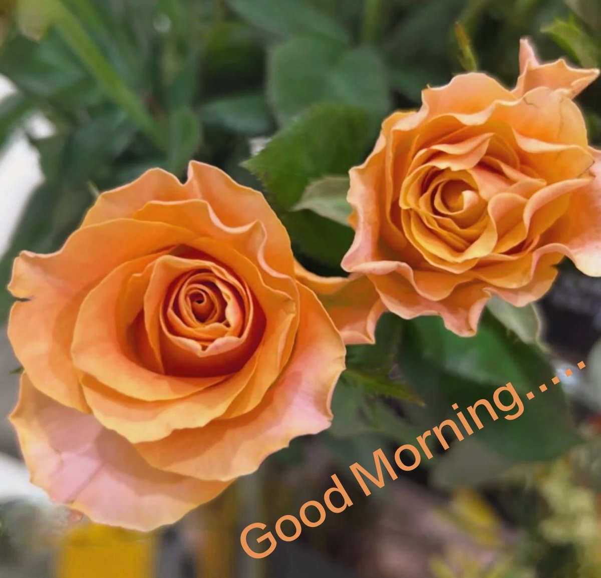 Prattikroy's tweet photo. Good Morning..... https://t.co/SbAZgEsRUW