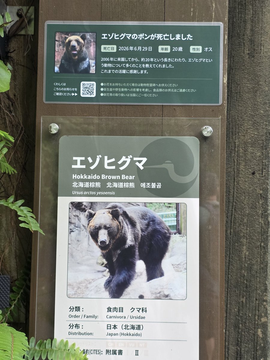 onochangpan's tweet photo. ポンちゃんQちゃん安らかに😢
お花をお供えし手を合わせて来ました。帰る頃にはさらにたくさんのお花が😢
寂しいですね26.7.4📱
#ポン ちゃん　#Q(キュー) ちゃん
#上野動物園 https://t.co/fzJvdaca0q
