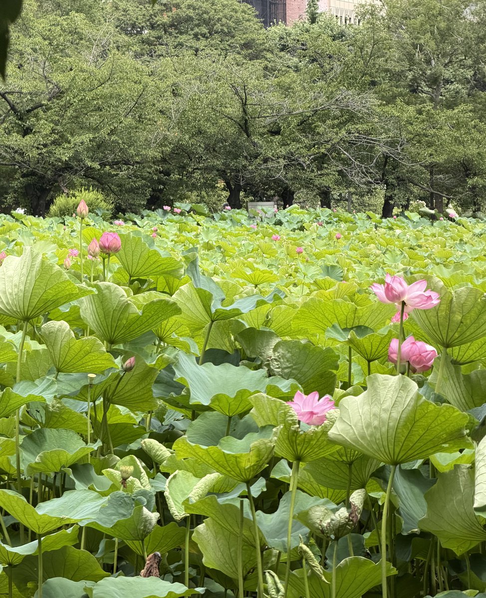 uenokuromon's tweet photo. 不忍池が極楽浄土に向けて着々と🪷 https://t.co/f1Sp2yz4sZ