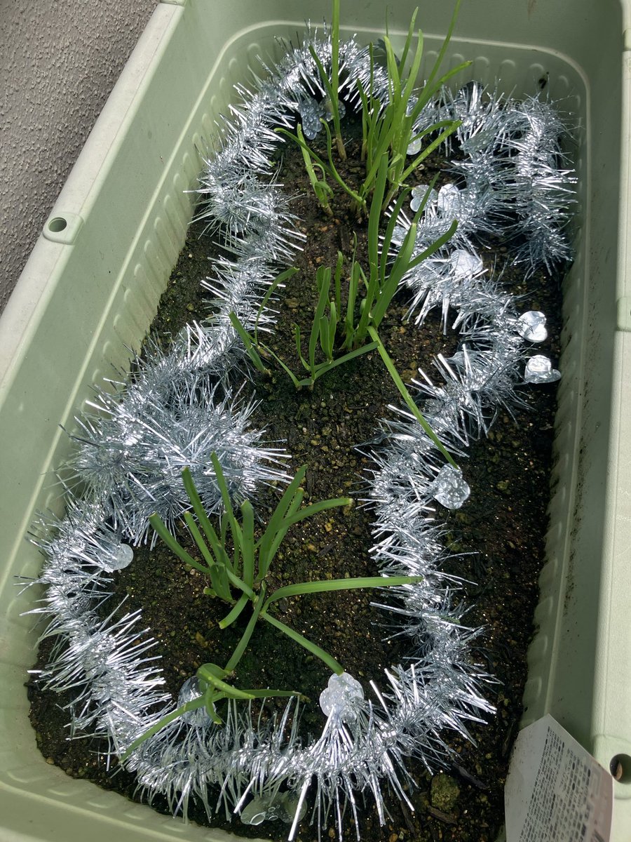 nekotou's tweet photo. 100均のクリスマス飾りでアブラムシを防除！
（アブラムシはギラギラしたものが嫌い）
散歩中に近所の市民農園を観察してて見つけたテクニックをパクりました
ネギアブラムシ絶滅した。天才か https://t.co/0JWLLag21b