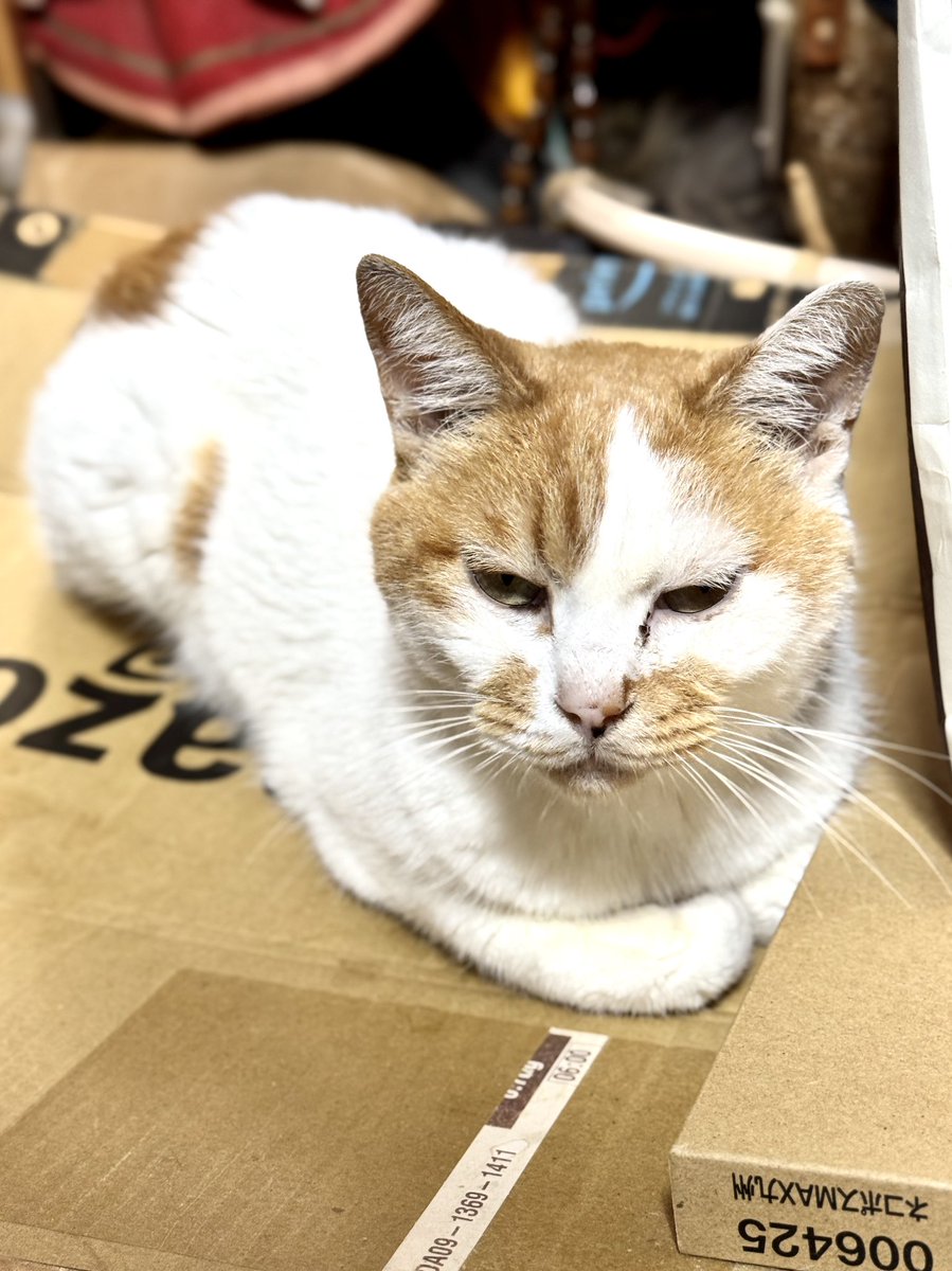 お眠でブサイクなビー😅💦 #保護猫 #猫のいる幸せ #猫のいる生活 #猫