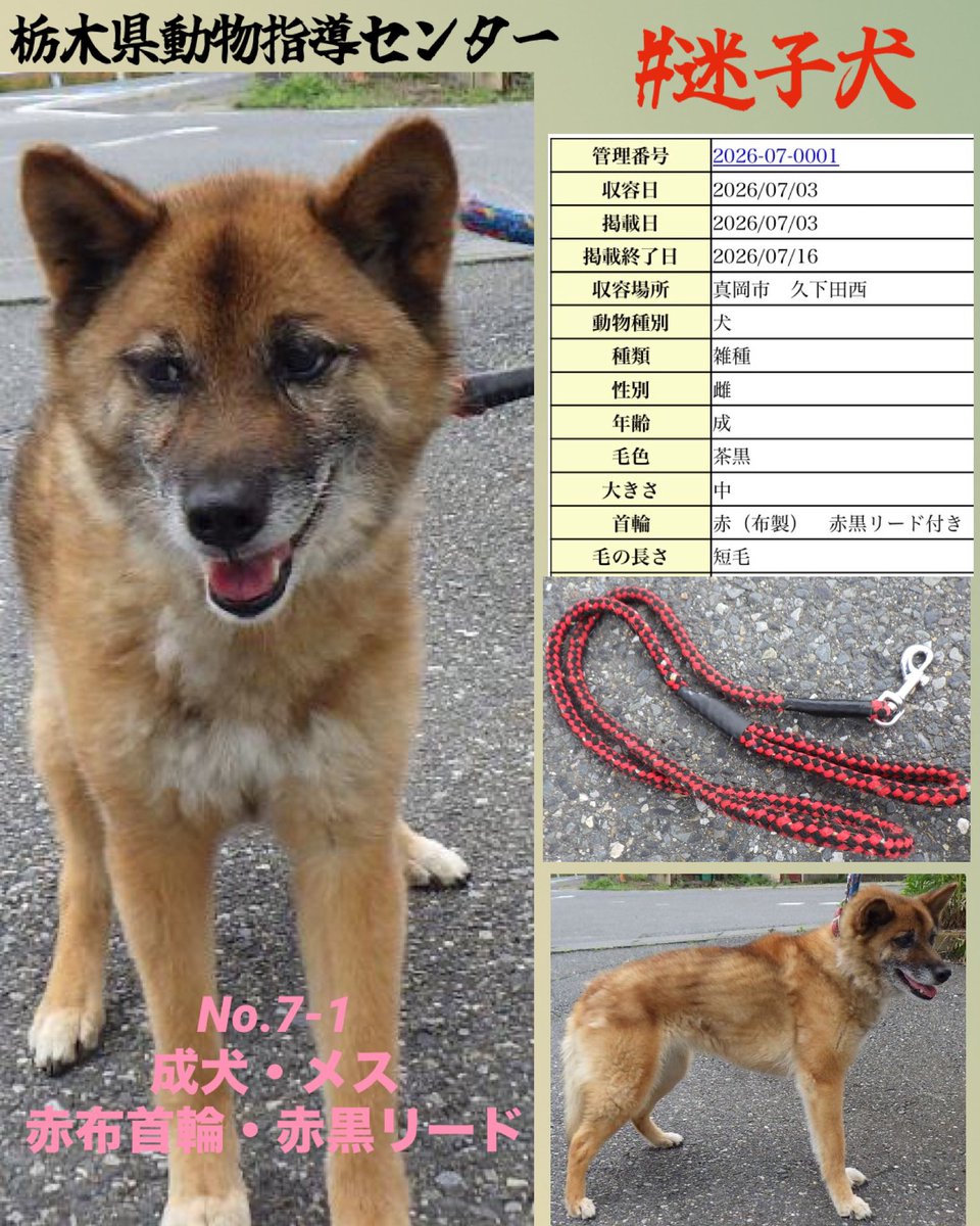 gollfe's tweet photo. 🆘栃木県動物愛護指導センター🆘
#迷子犬
真岡市久下田西で保護
赤い布製の首輪と赤黒のリードを
付けたまま収容されています

大切な家族を探している飼い主様はいませんか
お心当たりのある方は、至急ご連絡をお願いいたします
一日も早く、家族のもとへ帰れますように🍀🙏🏻

🔹No.7-1
🔹7/3 真岡市久下田西で保護
🔹成犬・メス・茶黒・中型
🔹赤い布製首輪・赤黒リード付き
♦️掲載期限 7/16

🍀飼い主様⬇️
https://t.co/X1v2JCExVs
🍀個人譲渡(万が一を考慮して)
https://t.co/X1v2JCExVs