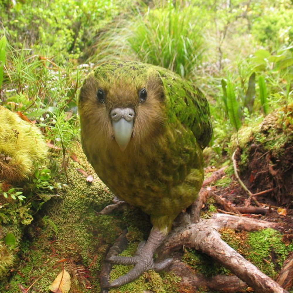 Priceofsilencet's tweet photo. do yall fuck with Kākāpō birds can we start a #Kākāpōtwt https://t.co/p3pnVt172l