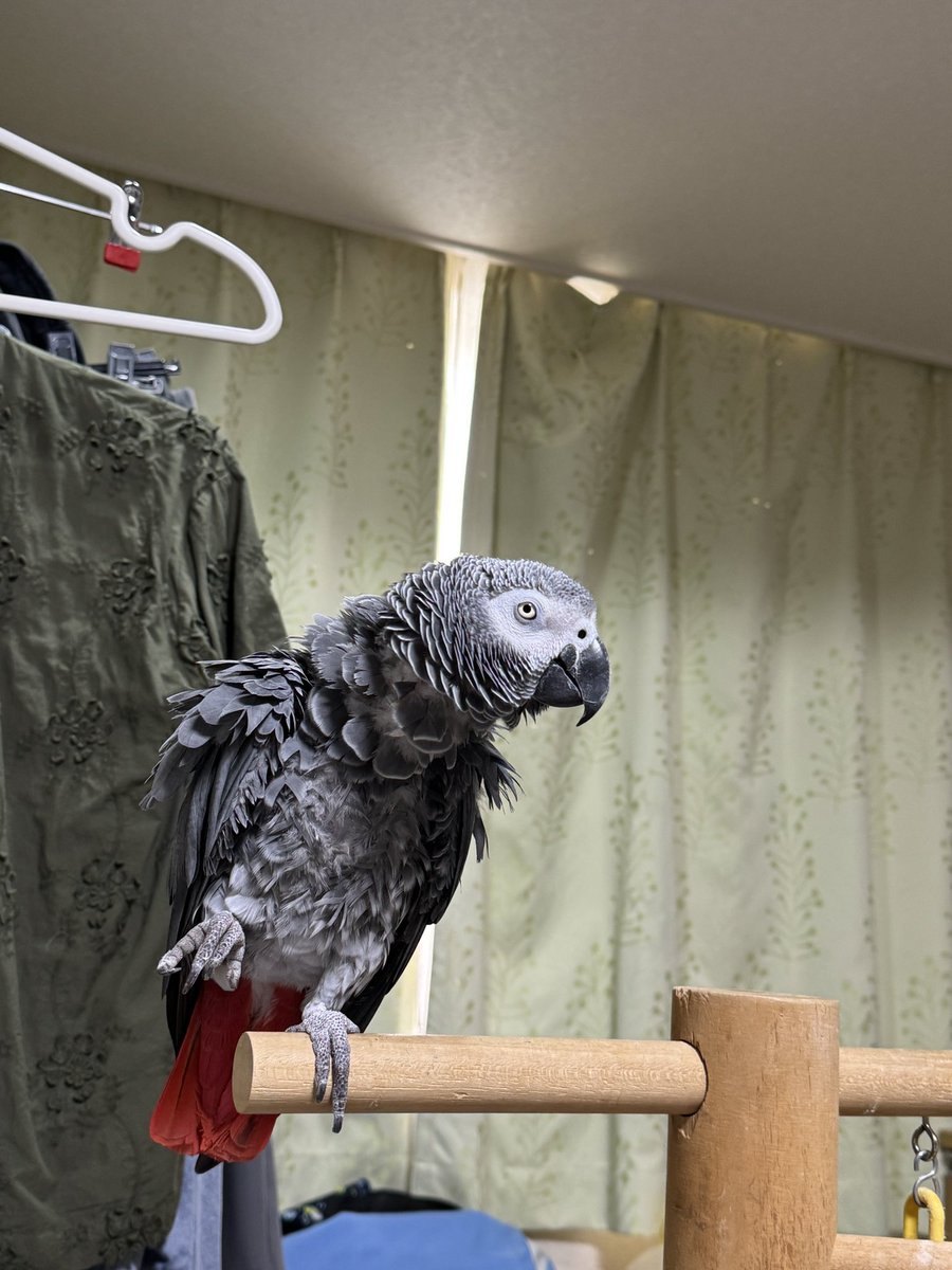 urupoohchan's tweet photo. 止まり木のすごい端っこで喋ってる🐦笑

るいちゃんの気持ち「喋ってるところ撮ってんじゃねえ」

#ヨウム https://t.co/HH5g93LcHS