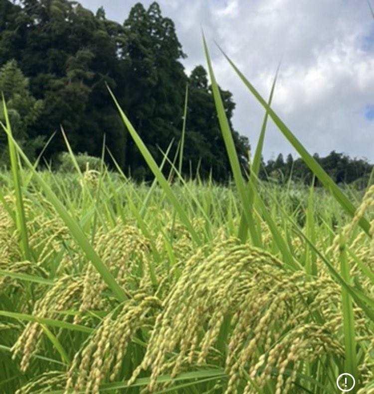 KOMEBOWZ's tweet photo. 🌾【1粒のお米のヒミツ】

「一粒万倍（いちりゅうまんばい）」という言葉を聞いたことはありますか？

この言葉は、1粒の種もみが何百倍ものお米になることに由来しています🌾✨
種もみ1粒から稲が育ち、「分げつ」で茎を増やし、最終的には約500〜1,000粒のお米が実ることもあります！🍚

たった1粒が何百粒にもなる――。
お米の生命力って、本当にすごいですよね♪

#千葉市 #米屋 #新米 #備蓄米 #もち米 #米騒動 #配送 #米配達  #コイン精米
