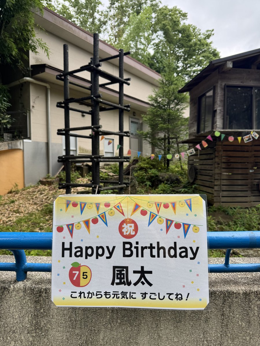mo7_mo22_'s tweet photo. 風太🩷
23歳のお誕生日おめでとう🎂✨
今日は別の用事があるので雰囲気だけ味わいに来た😂
ご本人は終日展示室はお休みです。
またゆっくり会いに来るからね❣️
これからも健やかに穏やかな毎日を過ごせますように😌🍀

📸:2026.07.05

#レッサーパンダ #風太 #千葉市動物公園 https://t.co/0NWx6kxgk4