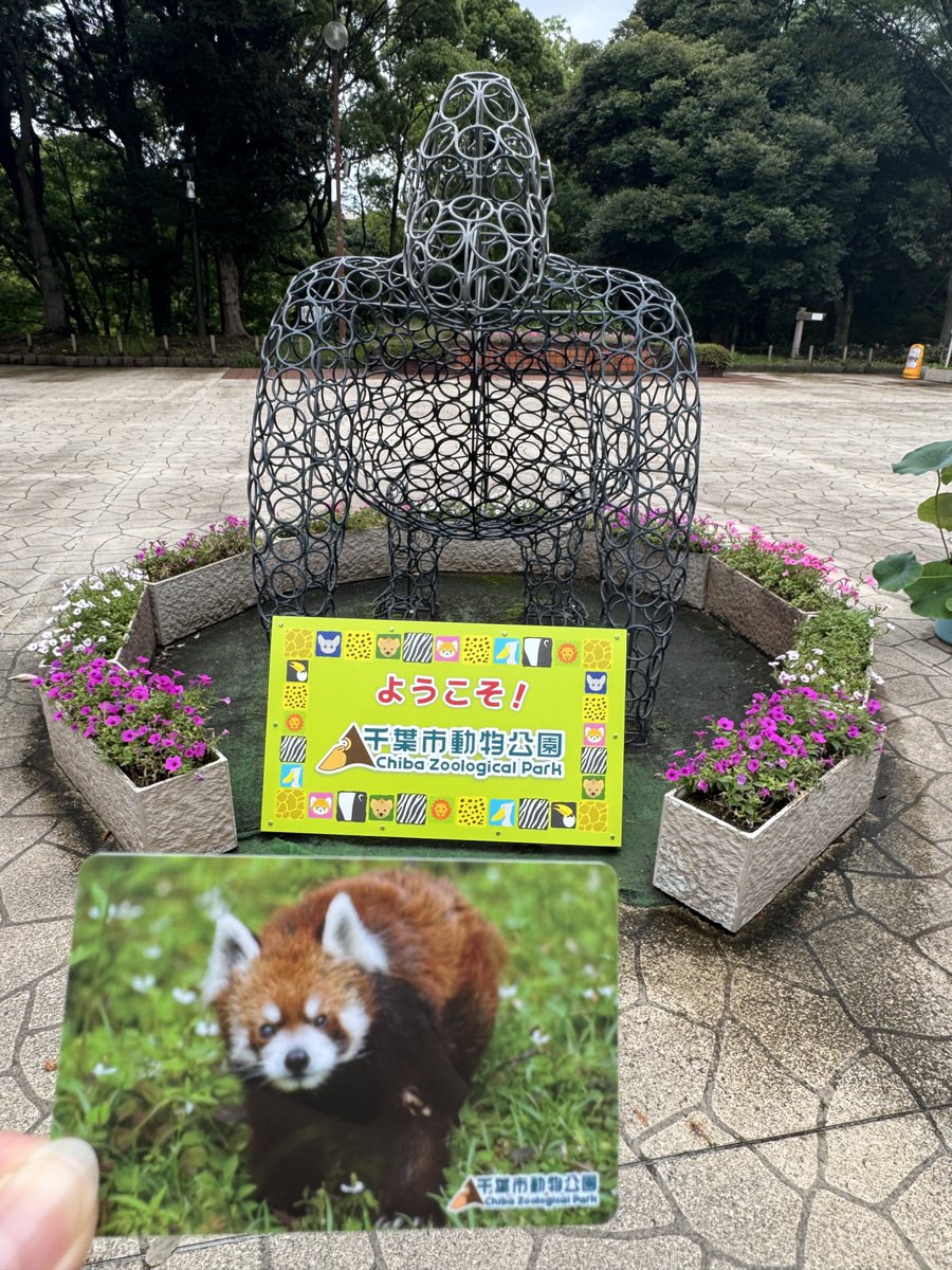 mo7_mo22_'s tweet photo. 風太🩷
23歳のお誕生日おめでとう🎂✨
今日は別の用事があるので雰囲気だけ味わいに来た😂
ご本人は終日展示室はお休みです。
またゆっくり会いに来るからね❣️
これからも健やかに穏やかな毎日を過ごせますように😌🍀

📸:2026.07.05

#レッサーパンダ #風太 #千葉市動物公園 https://t.co/0NWx6kxgk4