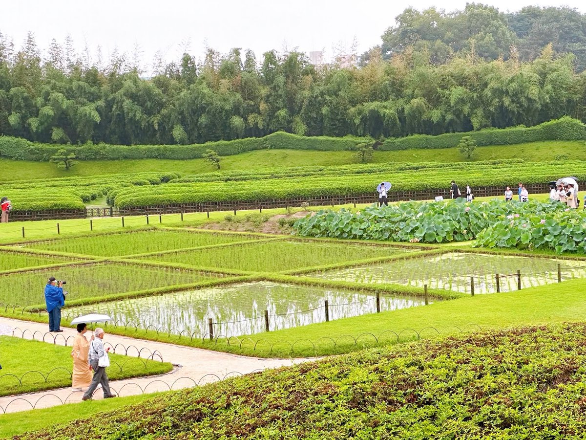 Setouchimyfarm's tweet photo. 毎年7月の第1日曜日は、岡山後楽園の夏の伝統行事「観蓮節（かんれんせつ）」に足を運ぶ。

江戸時代から続くこの会は、夏の早朝にしか咲かない蓮（はす）の花を愛でる、非常に風流な催しだ。

お琴の生演奏に耳を傾け、お茶やお粥に舌鼓を打ち、蓮の葉からお酒を飲む「象鼻杯（ぞうびはい）」を嗜む。

それはまるで、江戸時代の大名になったかのような贅沢な朝のひとときである。

しかし、我が家が家族でここを訪れる本当の目的は、園内の中央南側に広がる水田「井田（せいでん）」を見学することにある。

この「井田」は、岡山藩ニ代藩主・池田綱政公が築いた大名庭園の思想と、江戸時代の農業重視の姿勢（農本主義）を象徴する、極めて重要な遺構なのだ。

元禄13年（1700年）に一応の完成を見た後楽園は、藩主の静養や賓客をもてなす場所でありながら、随所に農村の景観が取り入れられていた。当時は現在の井田の周辺にさらに広大な田畑があり、大麦や小麦、菜種などが栽培されていたという。

あえて庭園の中心にこのような農風景を配した背景には、綱政公の強い「勧農（農業を奨励する）」の精神があった。

江戸時代、藩の財政や人々の暮らしの基盤は、米をはじめとする農産物であった。

綱政公は、自身や後継者たちが美しい庭園を眺める際、同時に百姓の重労働や米作りのプロセスが自然と目に入る環境を作った。

これは、統治者として大地と民への感謝を忘れず、農業を尊ぶ心を学ぶための「教育的装置」でもあった。

この水田が「井田」と呼ばれるのは、古代中国の理想的な土地制度「井田制」に由来する。

土地を漢字の「井」の字のように9つに区画し、周囲の私田を耕す農民たちが、中央の公田を共同で耕作して領主に納税するという、相互扶助のシステムだ。

後楽園の井田はこの思想をもとに、美しく整然とした長方形の区画としてデザインされ、東アジアの理想的な農政思想を庭園という芸術の中に具現化した。

近代以降、庭園のスタイルが変わってもこの井田は失われず、今なお実際に米作りが行われる「生きた遺構」として機能している。

毎年6月には伝統衣装に身を包んだ田植え娘による「お田植え祭」が行われ、秋には黄金色の稲穂が実り、冬には収穫されたもち米で餅つきが行われる。

池田綱政公が庭園に込めた「農を尊ぶ心」と自然の循環の美しさは、300年以上の時を超えた現代の後楽園にも色鮮やかに息づいている。

農は国の根幹なり。
現在の為政者にこの心があるのだろか？

我々農業者も忘れてはならない勧農の精神
田植えが終わった初夏の朝  改めて襟を正すのである。

#自然農法 #観蓮節 #岡山後楽園 #井田制
#池田綱政公 #農を尊ぶ心
