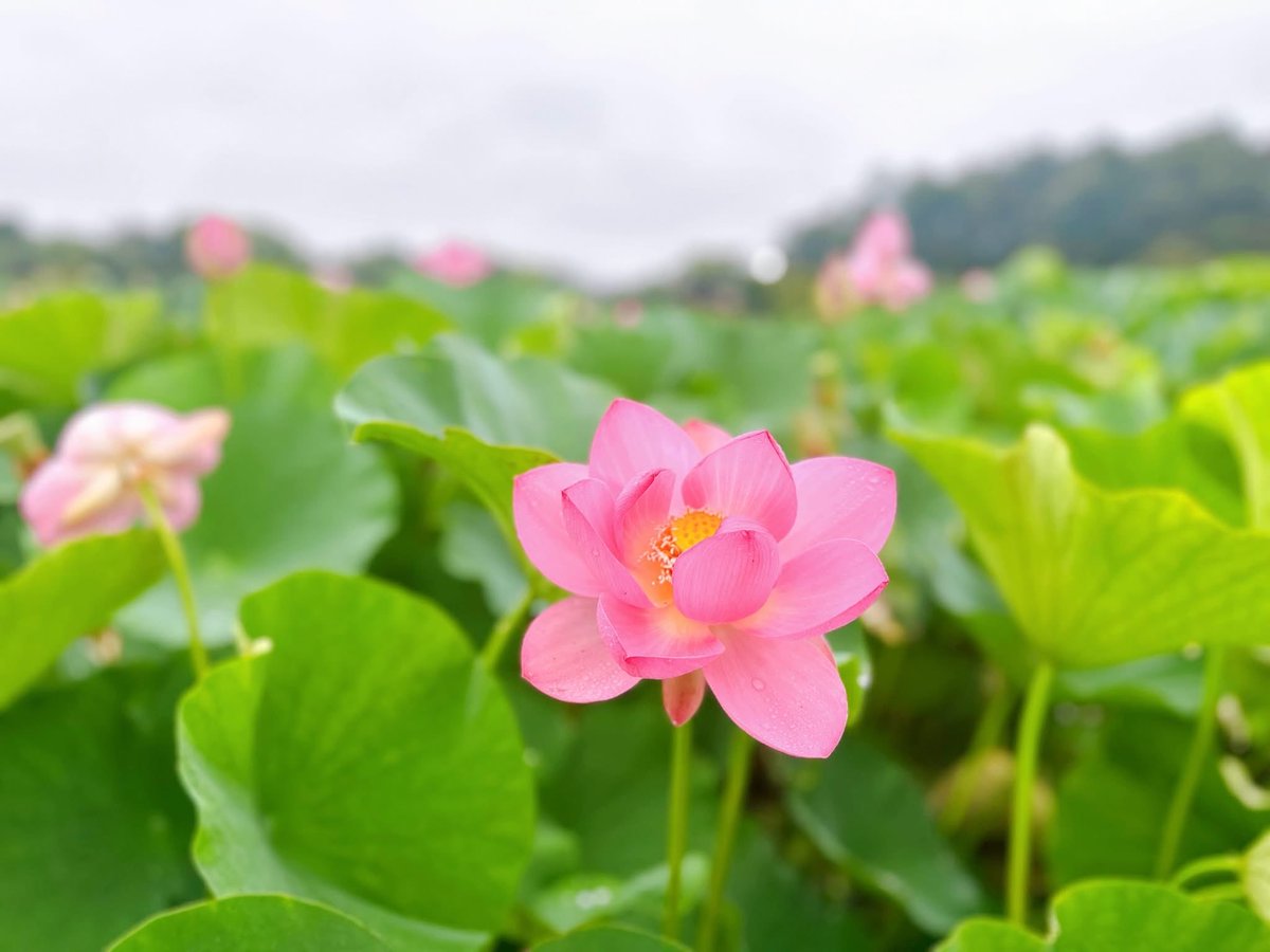 Setouchimyfarm's tweet photo. 毎年7月の第1日曜日は、岡山後楽園の夏の伝統行事「観蓮節（かんれんせつ）」に足を運ぶ。

江戸時代から続くこの会は、夏の早朝にしか咲かない蓮（はす）の花を愛でる、非常に風流な催しだ。

お琴の生演奏に耳を傾け、お茶やお粥に舌鼓を打ち、蓮の葉からお酒を飲む「象鼻杯（ぞうびはい）」を嗜む。

それはまるで、江戸時代の大名になったかのような贅沢な朝のひとときである。

しかし、我が家が家族でここを訪れる本当の目的は、園内の中央南側に広がる水田「井田（せいでん）」を見学することにある。

この「井田」は、岡山藩ニ代藩主・池田綱政公が築いた大名庭園の思想と、江戸時代の農業重視の姿勢（農本主義）を象徴する、極めて重要な遺構なのだ。

元禄13年（1700年）に一応の完成を見た後楽園は、藩主の静養や賓客をもてなす場所でありながら、随所に農村の景観が取り入れられていた。当時は現在の井田の周辺にさらに広大な田畑があり、大麦や小麦、菜種などが栽培されていたという。

あえて庭園の中心にこのような農風景を配した背景には、綱政公の強い「勧農（農業を奨励する）」の精神があった。

江戸時代、藩の財政や人々の暮らしの基盤は、米をはじめとする農産物であった。

綱政公は、自身や後継者たちが美しい庭園を眺める際、同時に百姓の重労働や米作りのプロセスが自然と目に入る環境を作った。

これは、統治者として大地と民への感謝を忘れず、農業を尊ぶ心を学ぶための「教育的装置」でもあった。

この水田が「井田」と呼ばれるのは、古代中国の理想的な土地制度「井田制」に由来する。

土地を漢字の「井」の字のように9つに区画し、周囲の私田を耕す農民たちが、中央の公田を共同で耕作して領主に納税するという、相互扶助のシステムだ。

後楽園の井田はこの思想をもとに、美しく整然とした長方形の区画としてデザインされ、東アジアの理想的な農政思想を庭園という芸術の中に具現化した。

近代以降、庭園のスタイルが変わってもこの井田は失われず、今なお実際に米作りが行われる「生きた遺構」として機能している。

毎年6月には伝統衣装に身を包んだ田植え娘による「お田植え祭」が行われ、秋には黄金色の稲穂が実り、冬には収穫されたもち米で餅つきが行われる。

池田綱政公が庭園に込めた「農を尊ぶ心」と自然の循環の美しさは、300年以上の時を超えた現代の後楽園にも色鮮やかに息づいている。

農は国の根幹なり。
現在の為政者にこの心があるのだろか？

我々農業者も忘れてはならない勧農の精神
田植えが終わった初夏の朝  改めて襟を正すのである。

#自然農法 #観蓮節 #岡山後楽園 #井田制
#池田綱政公 #農を尊ぶ心