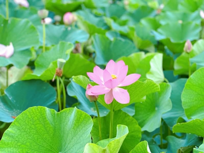 Setouchimyfarm's tweet photo. 毎年7月の第1日曜日は、岡山後楽園の夏の伝統行事「観蓮節（かんれんせつ）」に足を運ぶ。

江戸時代から続くこの会は、夏の早朝にしか咲かない蓮（はす）の花を愛でる、非常に風流な催しだ。

お琴の生演奏に耳を傾け、お茶やお粥に舌鼓を打ち、蓮の葉からお酒を飲む「象鼻杯（ぞうびはい）」を嗜む。

それはまるで、江戸時代の大名になったかのような贅沢な朝のひとときである。

しかし、我が家が家族でここを訪れる本当の目的は、園内の中央南側に広がる水田「井田（せいでん）」を見学することにある。

この「井田」は、岡山藩ニ代藩主・池田綱政公が築いた大名庭園の思想と、江戸時代の農業重視の姿勢（農本主義）を象徴する、極めて重要な遺構なのだ。

元禄13年（1700年）に一応の完成を見た後楽園は、藩主の静養や賓客をもてなす場所でありながら、随所に農村の景観が取り入れられていた。当時は現在の井田の周辺にさらに広大な田畑があり、大麦や小麦、菜種などが栽培されていたという。

あえて庭園の中心にこのような農風景を配した背景には、綱政公の強い「勧農（農業を奨励する）」の精神があった。

江戸時代、藩の財政や人々の暮らしの基盤は、米をはじめとする農産物であった。

綱政公は、自身や後継者たちが美しい庭園を眺める際、同時に百姓の重労働や米作りのプロセスが自然と目に入る環境を作った。

これは、統治者として大地と民への感謝を忘れず、農業を尊ぶ心を学ぶための「教育的装置」でもあった。

この水田が「井田」と呼ばれるのは、古代中国の理想的な土地制度「井田制」に由来する。

土地を漢字の「井」の字のように9つに区画し、周囲の私田を耕す農民たちが、中央の公田を共同で耕作して領主に納税するという、相互扶助のシステムだ。

後楽園の井田はこの思想をもとに、美しく整然とした長方形の区画としてデザインされ、東アジアの理想的な農政思想を庭園という芸術の中に具現化した。

近代以降、庭園のスタイルが変わってもこの井田は失われず、今なお実際に米作りが行われる「生きた遺構」として機能している。

毎年6月には伝統衣装に身を包んだ田植え娘による「お田植え祭」が行われ、秋には黄金色の稲穂が実り、冬には収穫されたもち米で餅つきが行われる。

池田綱政公が庭園に込めた「農を尊ぶ心」と自然の循環の美しさは、300年以上の時を超えた現代の後楽園にも色鮮やかに息づいている。

農は国の根幹なり。
現在の為政者にこの心があるのだろか？

我々農業者も忘れてはならない勧農の精神
田植えが終わった初夏の朝  改めて襟を正すのである。

#自然農法 #観蓮節 #岡山後楽園 #井田制
#池田綱政公 #農を尊ぶ心