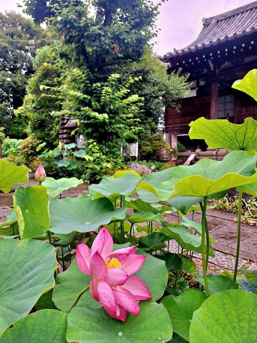 monami3702's tweet photo. 雨が上がったので、義父の墓参りを兼ねて #立源寺 まで散歩しました。朝だけ開く #蓮の花 が綺麗🪷🙆‍♂️✨️ https://t.co/9iN96GVawF
