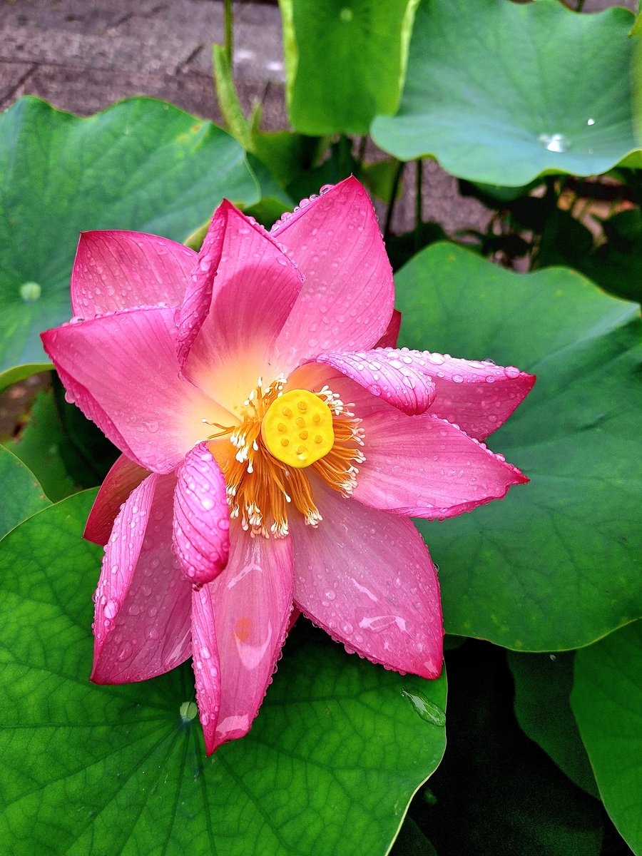monami3702's tweet photo. 雨が上がったので、義父の墓参りを兼ねて #立源寺 まで散歩しました。朝だけ開く #蓮の花 が綺麗🪷🙆‍♂️✨️ https://t.co/9iN96GVawF