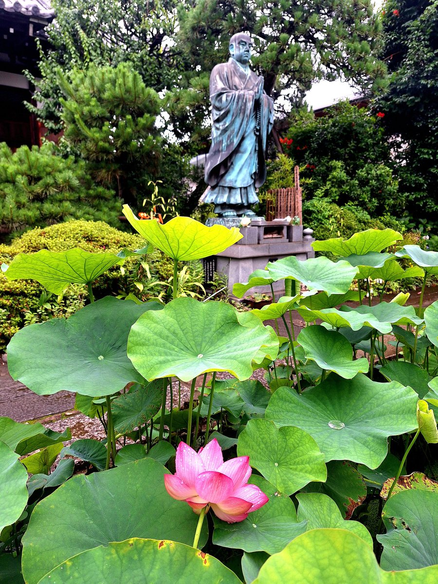 monami3702's tweet photo. 雨が上がったので、義父の墓参りを兼ねて #立源寺 まで散歩しました。朝だけ開く #蓮の花 が綺麗🪷🙆‍♂️✨️ https://t.co/9iN96GVawF