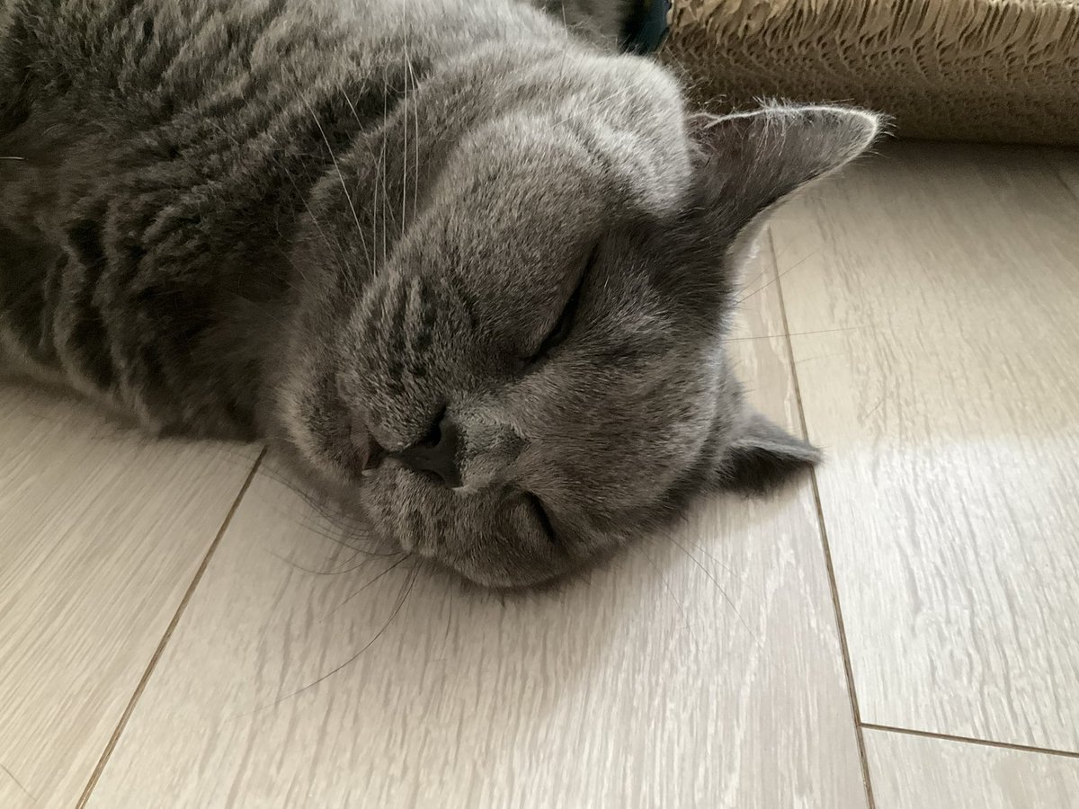 Cerberus_2022's tweet photo. お尻トントンしてたら溶けてこれ🐈‍⬛きみが幸せそうで何よりだよ。 https://t.co/tEABHTWvdo