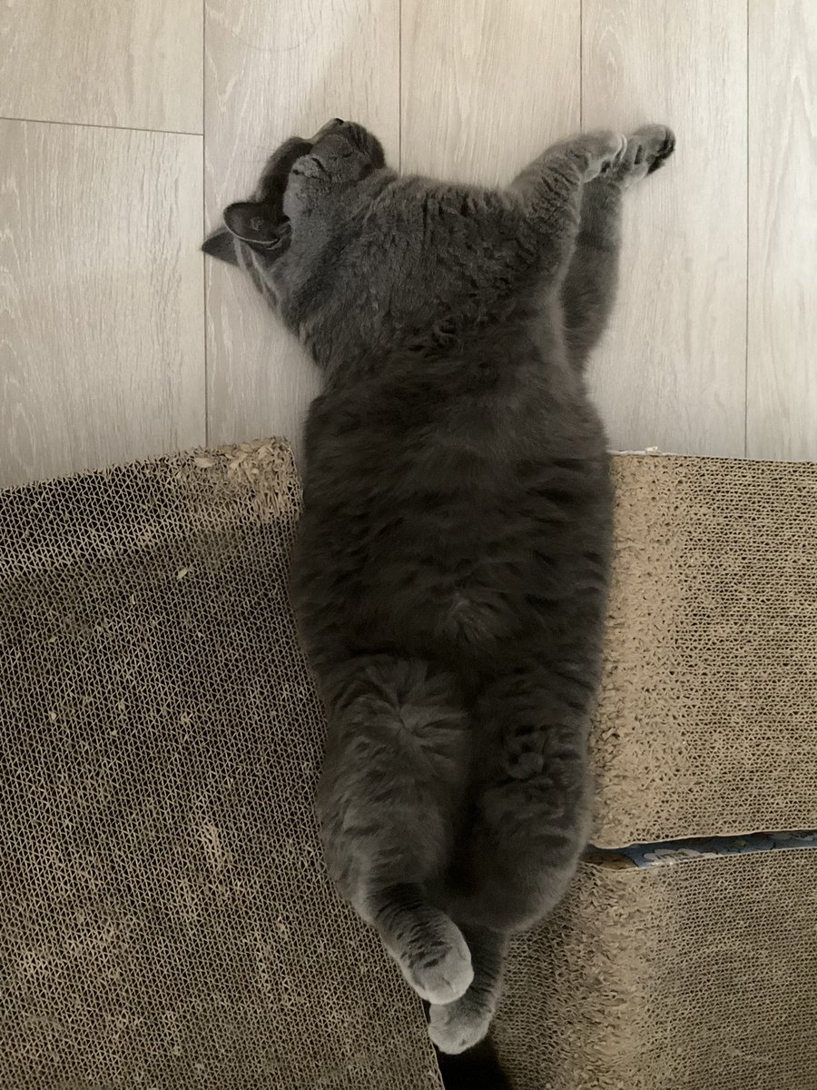 Cerberus_2022's tweet photo. お尻トントンしてたら溶けてこれ🐈‍⬛きみが幸せそうで何よりだよ。 https://t.co/tEABHTWvdo