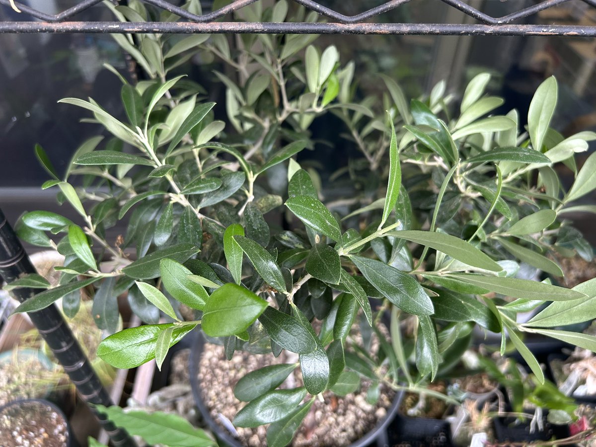 kanmaro2014's tweet photo. オリーブ鉢植え比較(同じ品種)

左側
ビオトープで育てて雨ざらし直射日光

右側
家のベランダで半日陰、手動で灌水

育てる環境によって葉の形、色合いに違いが出る面白さ https://t.co/B14WQLC85Z