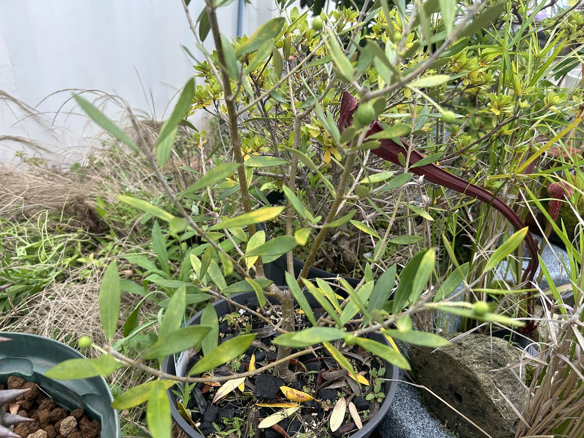 kanmaro2014's tweet photo. オリーブ鉢植え比較(同じ品種)

左側
ビオトープで育てて雨ざらし直射日光

右側
家のベランダで半日陰、手動で灌水

育てる環境によって葉の形、色合いに違いが出る面白さ https://t.co/B14WQLC85Z