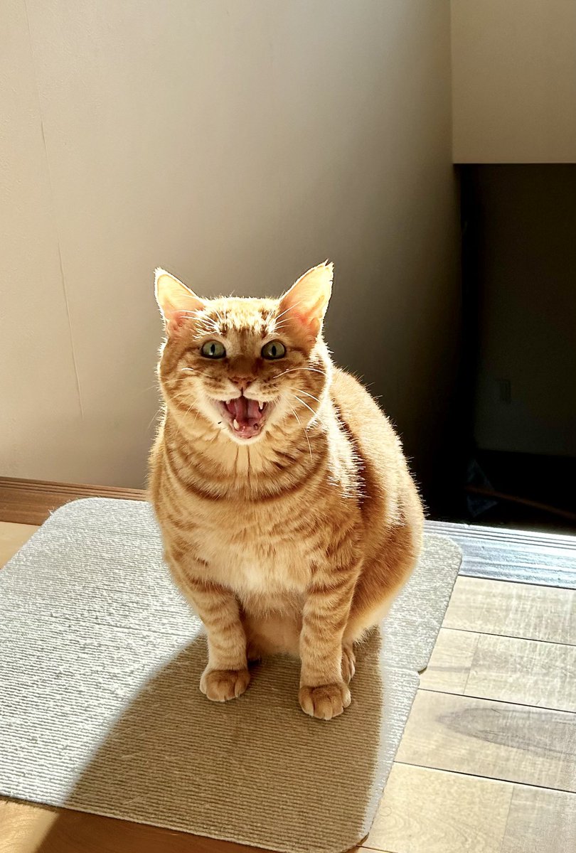 goen0414's tweet photo. 深夜トイレから出たら、猫が全力の歓喜で迎えてくれた https://t.co/5cx4Qv7bF5