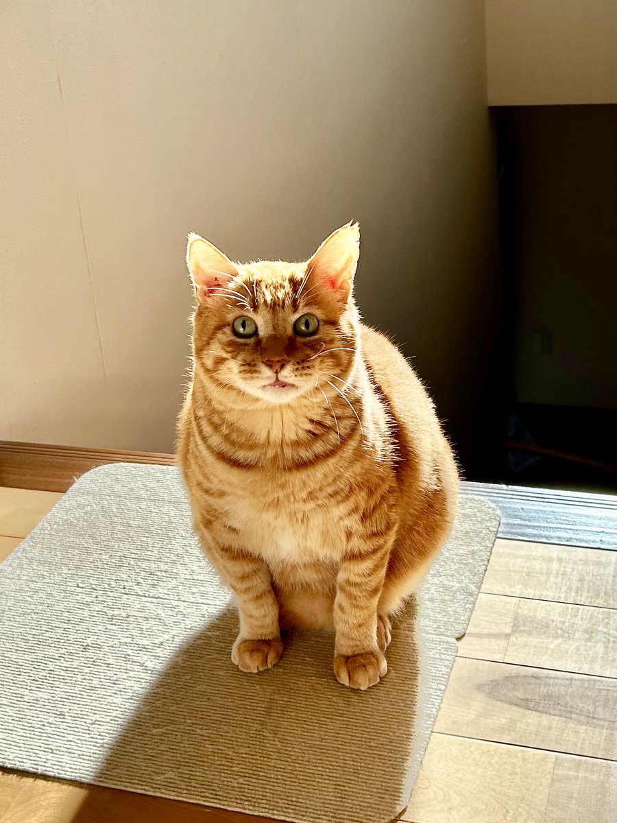 goen0414's tweet photo. 深夜トイレから出たら、猫が全力の歓喜で迎えてくれた https://t.co/5cx4Qv7bF5