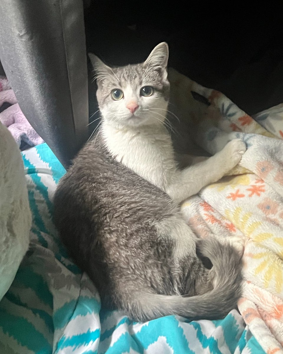 humanecharlotte's tweet photo. "She’s doing great. She loves playing and sleeping on my chest and she’s just a bundle of energy! She likes climbing onto my shoulder whenever I’m getting ready for work and I don’t think she realizes how big she’s getting haha" https://t.co/36TqfdJXlq
