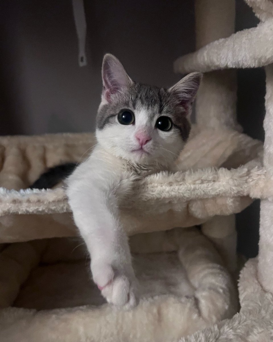 humanecharlotte's tweet photo. "She’s doing great. She loves playing and sleeping on my chest and she’s just a bundle of energy! She likes climbing onto my shoulder whenever I’m getting ready for work and I don’t think she realizes how big she’s getting haha" https://t.co/36TqfdJXlq