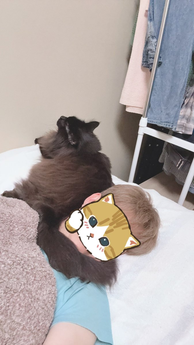 hisapyon2525's tweet photo. 最近寝てる時暑苦しいと思ったら…😹
さくらちゃんのぴたんこサービス😻
嫁様曰く毎晩らしい😻
寒い時期は超ポカポカ😼
今時期のフワフワ襟巻き🧣は…暑いけど超嬉しいYO😽
寝顔は恥ずかしいのでにゃんフィルターだYO😸

#メインクーン #ねこかわいいね #ねこ #ぴたんこ https://t.co/0oWJ6SfEal