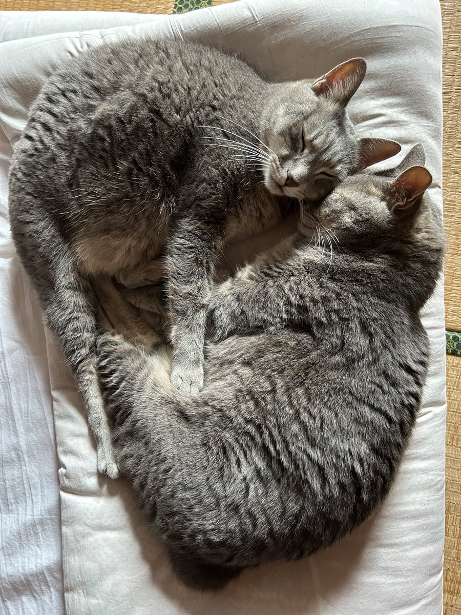 Doppel_NANANA's tweet photo. やはりデブ猫か https://t.co/GeMLj1dEPE
