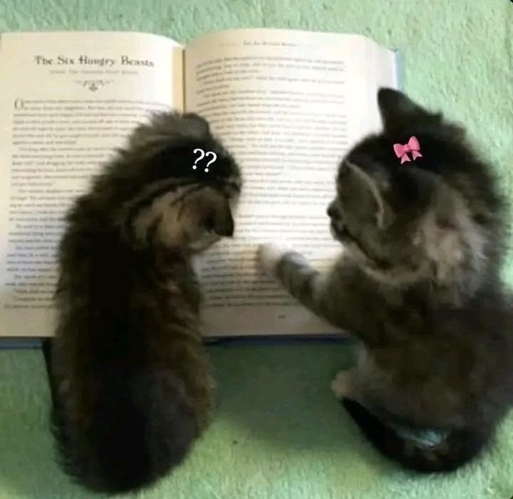 catslovings1's tweet photo. https://t.co/FgV1I8oGrL
