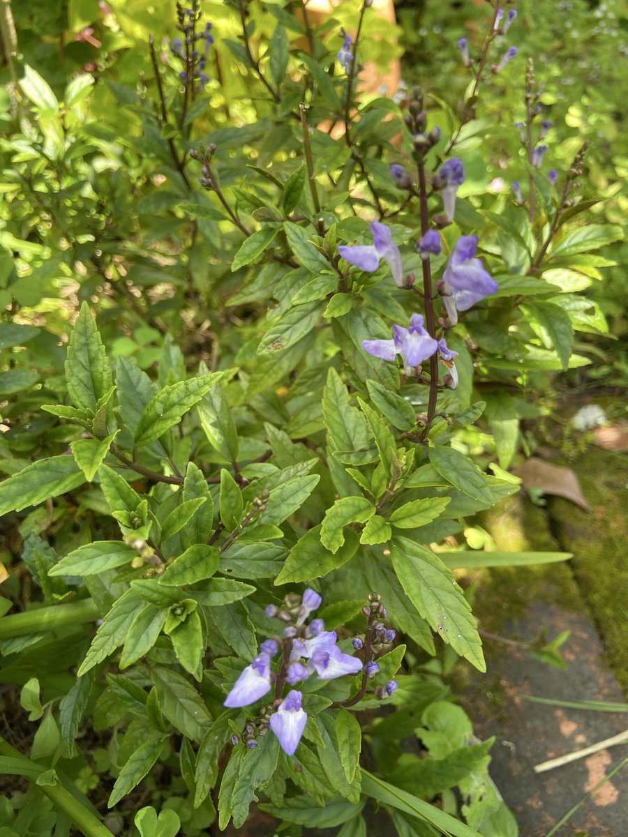 seinundzain's tweet photo. 鉢植えでは咲かなかったスクテラリアが地植えにすると咲くようになりました🤗

#ガーデニング https://t.co/TlrdmSlA07