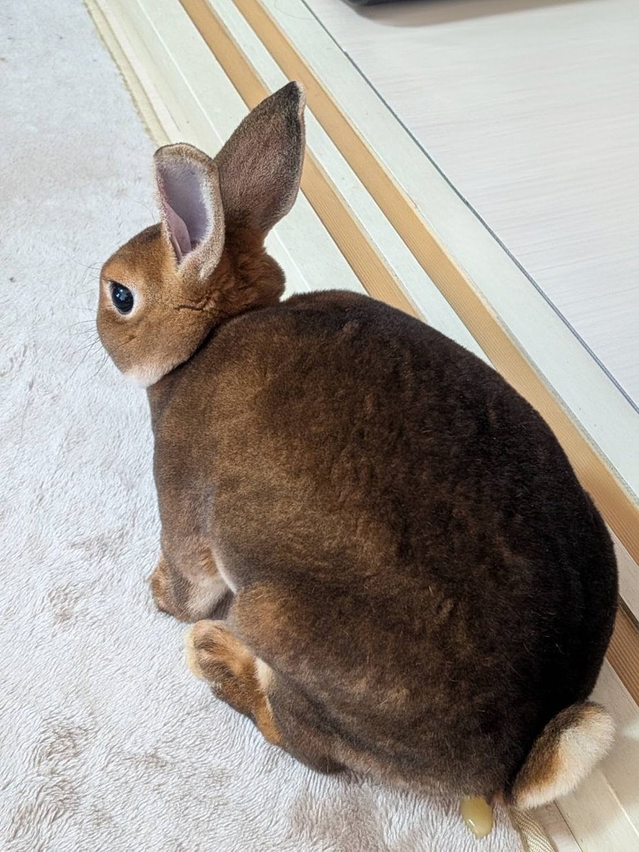 usami0201's tweet photo. おもらししちゃいました https://t.co/KzUyTQwaFI