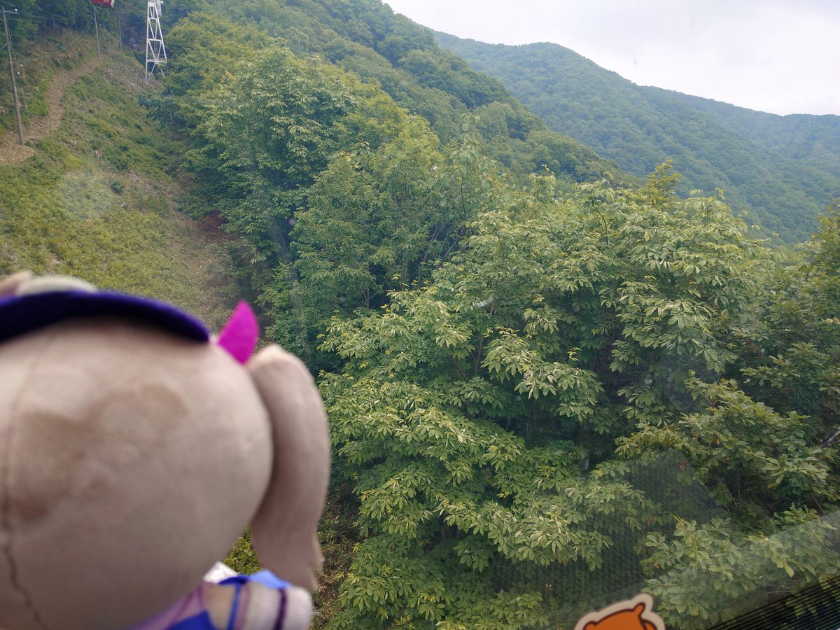 kamilsbug's tweet photo. クマ牧場だよ、つくぬい https://t.co/d8VkUxGgct