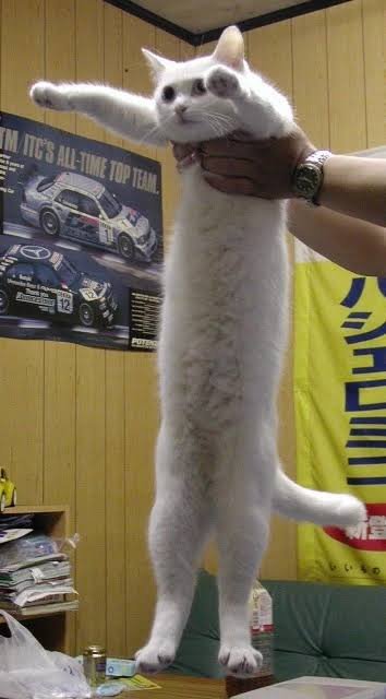 lunarfelinee's tweet photo. long cat https://t.co/a8JMPVB2M1