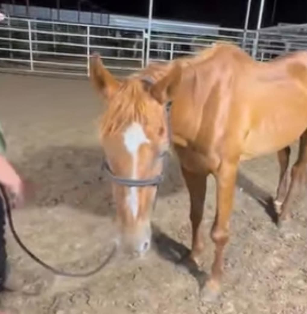 heartandhooves's tweet photo. 🚨 SIERRA URGENTLY NEEDS OUR HELP! 🚨
She has been stuck at the kill pen for way too long, and her time is officially running out—she only has 72 HOURS left. 💔
We cannot let her story end like this. Please network, share, or donate if you can! Every dollar counts toward her freedom.
👉 Donate here: https://t.co/4CYTjvqqG3
#SaveSierra #RescueHorses #KillPenRescue #FosteringSavesLives #Urgent