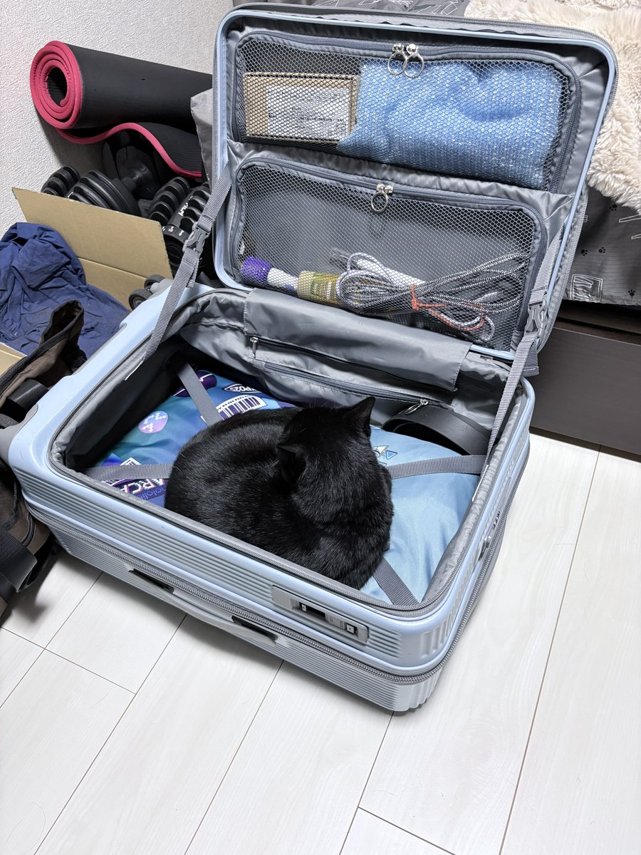 gonzui_cat's tweet photo. 一緒に出張行っちゃおうねー https://t.co/WhJW8o3rRF