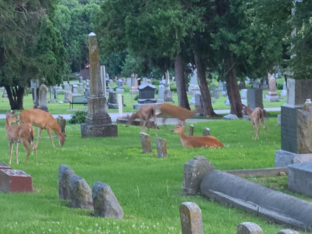 jackiecore666's tweet photo. deer hangout in the cemetery https://t.co/tOe7fLx1Wr