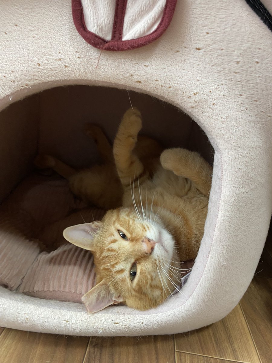 hogonekoroom's tweet photo. おはようございます☀

今日も保護猫譲渡るーむオープンしています

新入りバンビちゃんとコータ君🤎

犬の散歩等でスタッフがいない時があるのでいらっしゃる時はお電話いただけると助かります🙏

☎️090-7885-4805

#保護猫譲渡るーむ https://t.co/TfsSDXQHnU