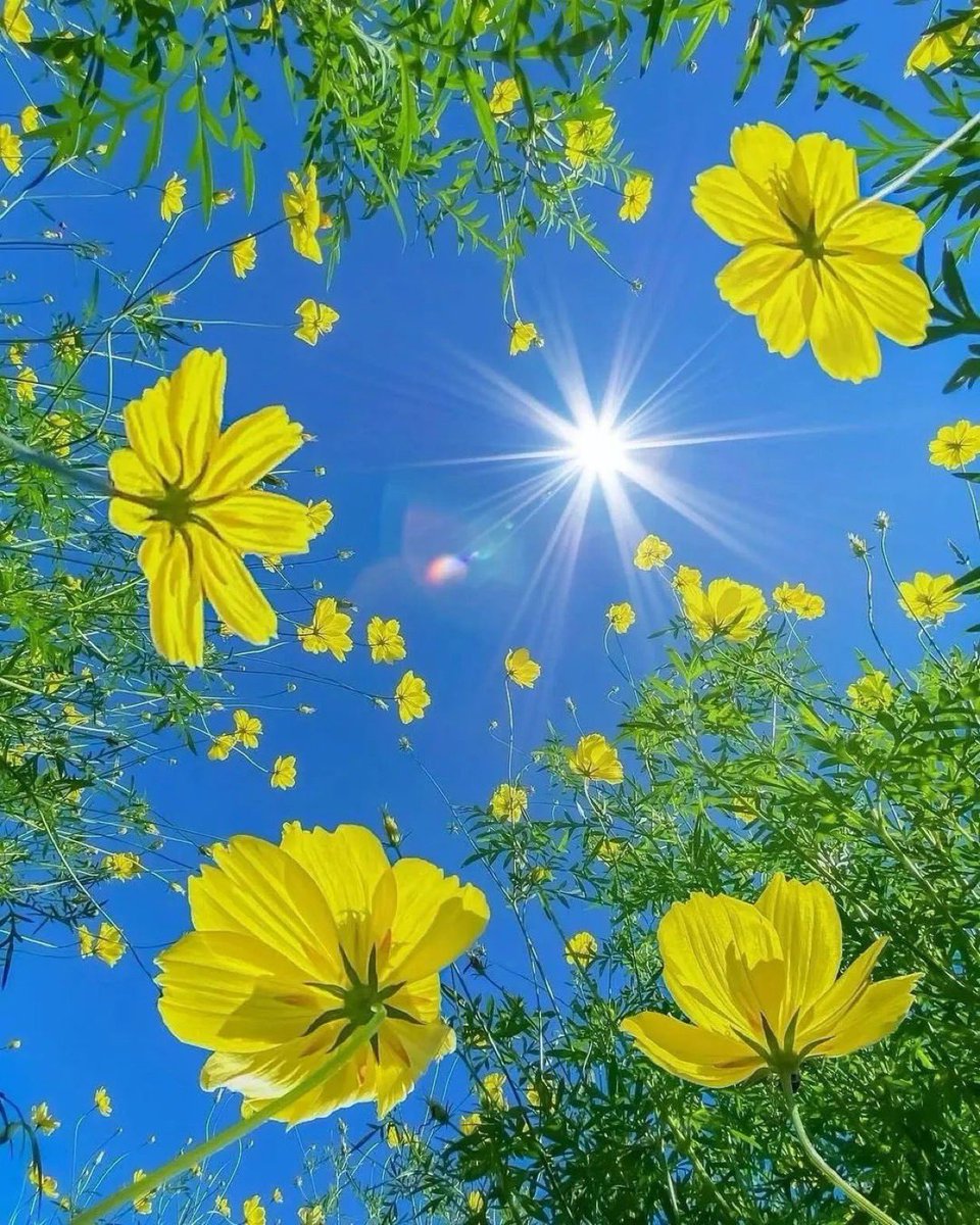 Flowerjv2's tweet photo. Hello Everyone! 💛💚💙 Have a beautiful day 💞🌸💕 https://t.co/DMQ8WEtiUT