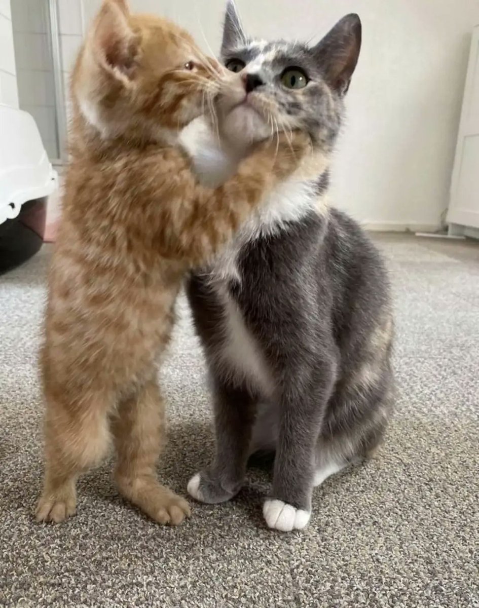 catsworldaura's tweet photo. https://t.co/7dl9CVTDnh