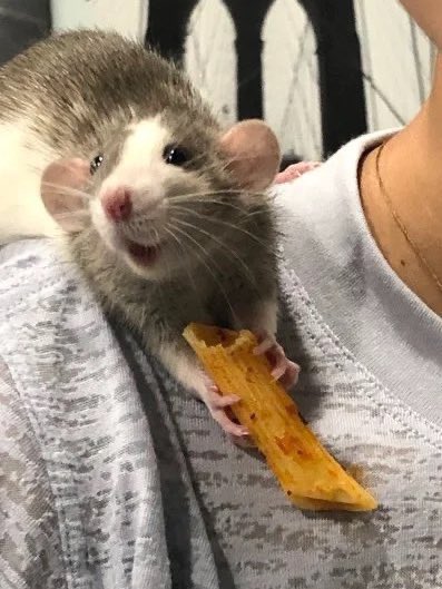 LegalizeRats's tweet photo. Rat with noodle.

Compared to rat without noodle. https://t.co/C7nZGLr9pj