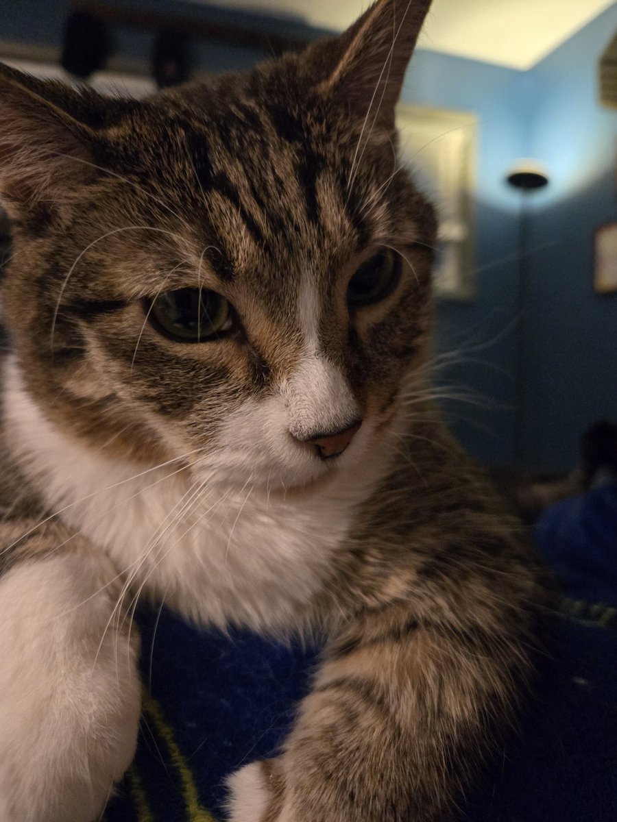 SillyLilyCat's tweet photo. Who needs a hug? https://t.co/jzIxvlDcUN