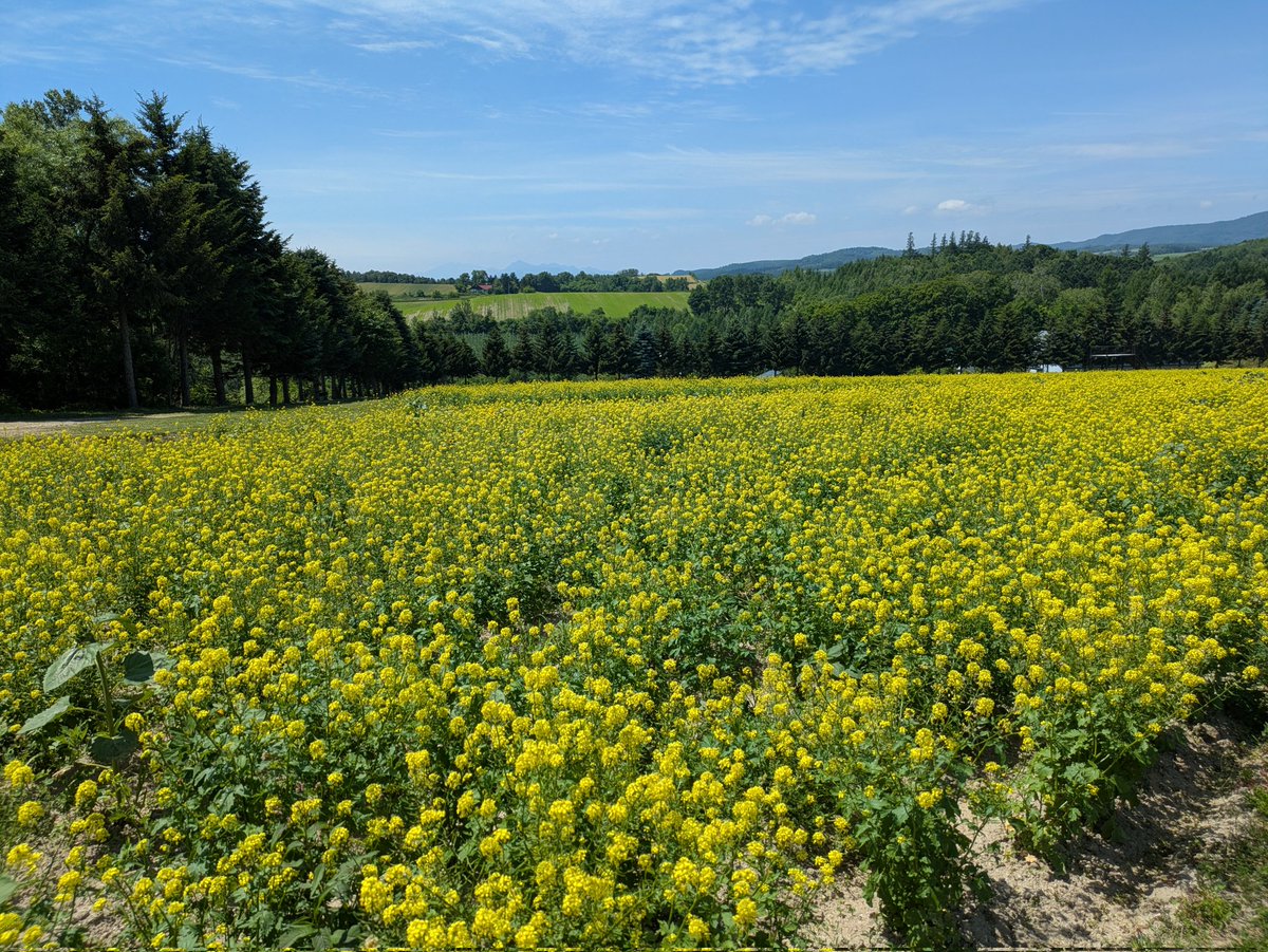 arima0143's tweet photo. フラワーランドかみふらの
景色の良い花畑です https://t.co/QOJ9Vs7CZ3
