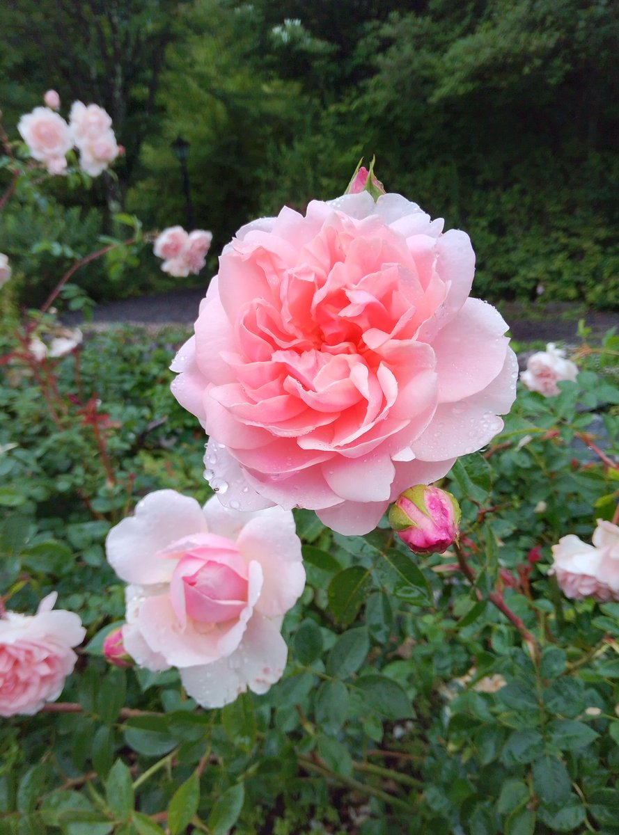 lakeresorts's tweet photo. ローズシーズン最終日です🌹 https://t.co/c30pNSoSoE