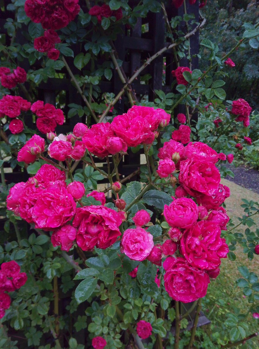 lakeresorts's tweet photo. ローズシーズン最終日です🌹 https://t.co/c30pNSoSoE