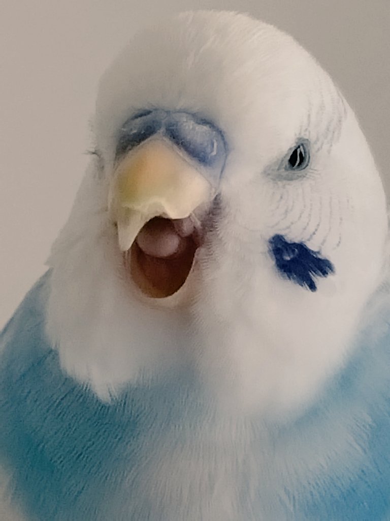 まりも様❤セキセイインコ ねこ オリジナル オブジェ♡ REEEEEEEEEEEEEEEEEEEEEEEEEEE