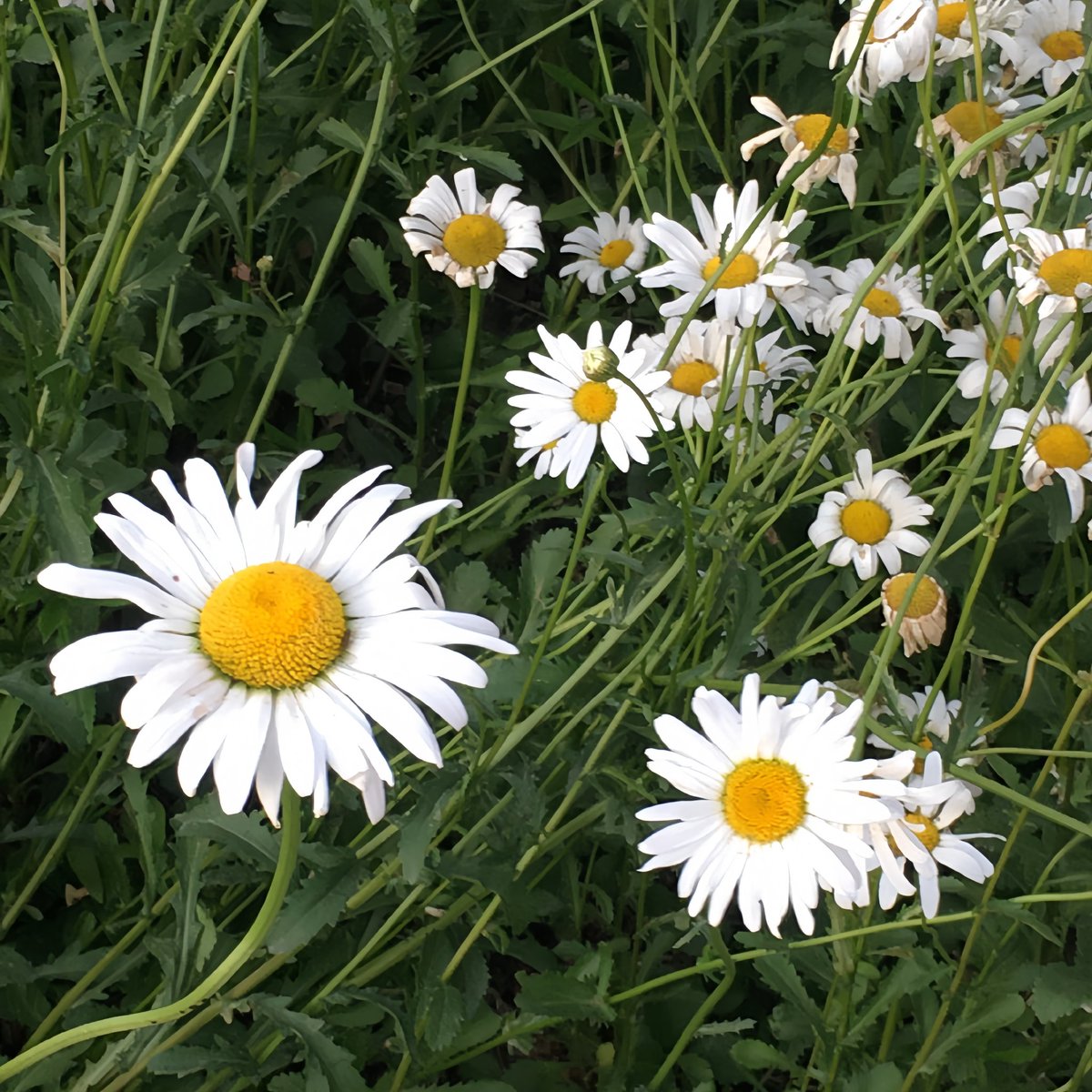 winrose1004's tweet photo. Flower Daisy
＃Daisy https://t.co/GloJDOg2Di