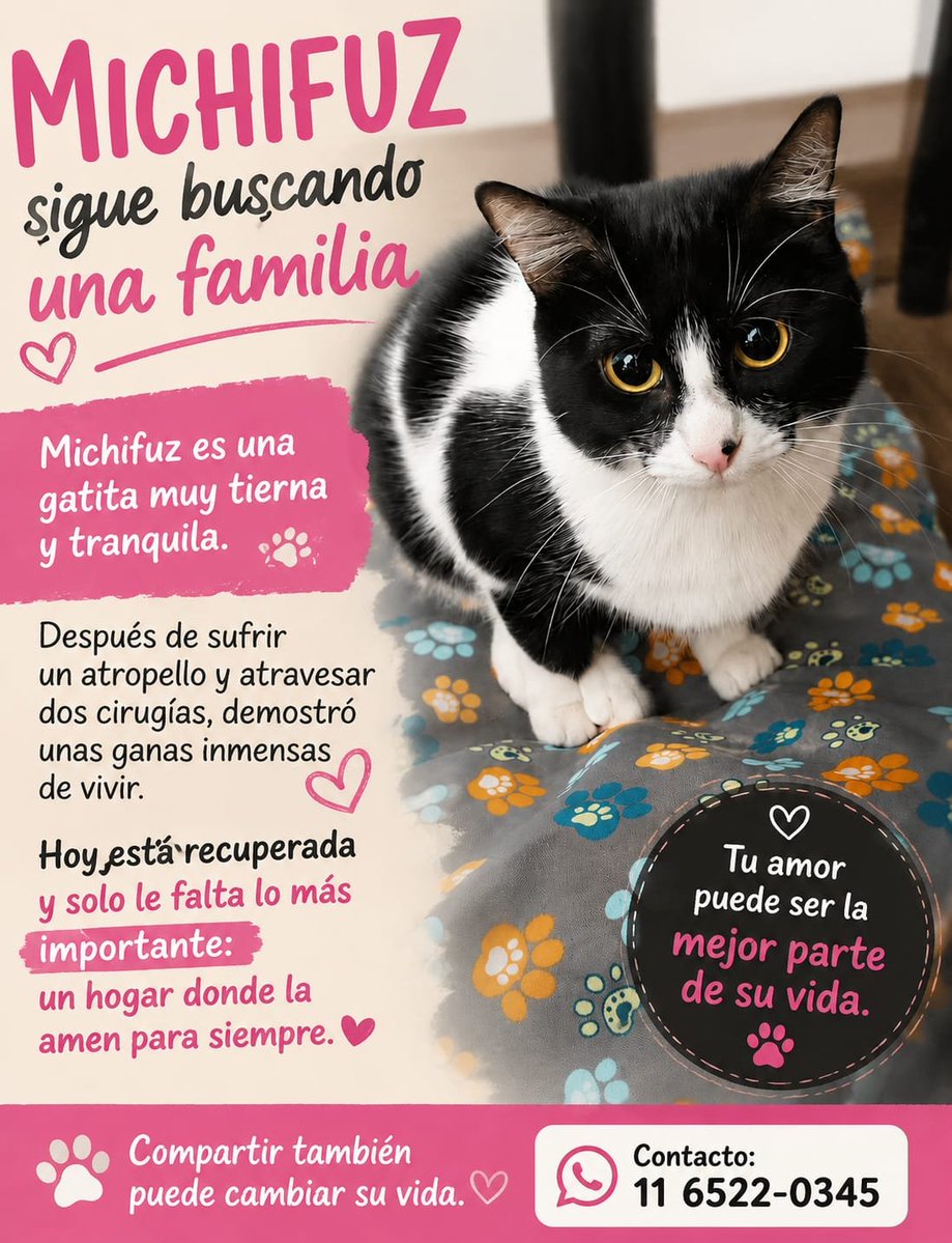 misuperamigo's tweet photo. MICHIFUZ SIGUE BUSCANDO  FAMILIA 💜

Michifuz es una gatita muy tierna y tranquila. Después de sufrir un atropello y atravesar dos cirugías, demostró unas ganas inmensas de vivir.
está recuperada y solo le falta un hogar donde la amen para siempre. 💕

📲 Contacto: 11 6522-0345 https://t.co/OOTmCUra89