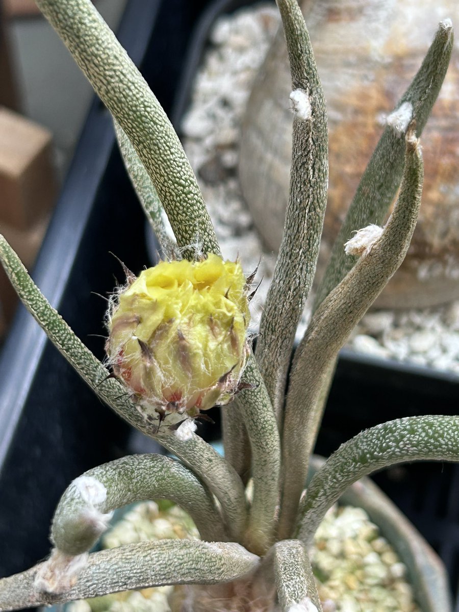 fu1978i's tweet photo. カプトメデューサの花
今にも咲きそう
夜咲きなのか昼間に咲くのか知らないのだけれども

#サボテン https://t.co/iXkURQRFaz
